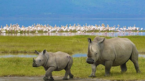 4-days-maasai-mara-lake-nakuru-safari