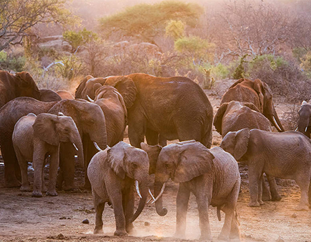 david-sheldrick-elephant-orphanage-day-trip